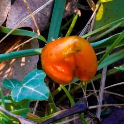 Hygrocybe conica