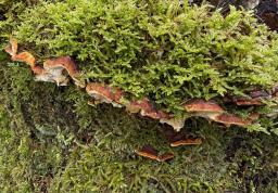 Fomitopsis malicola