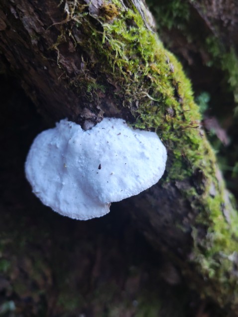 Trametes suaveolens