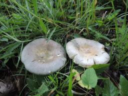 Russula stenotricha