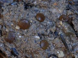 Elaiopezia simplex