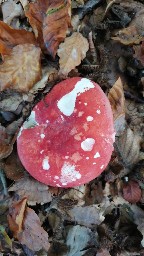 Russula rosea
