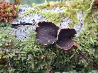 Encoelia furfuracea