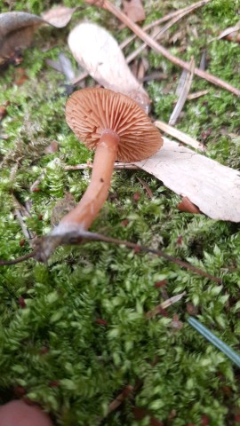 Tubaria furfuracea