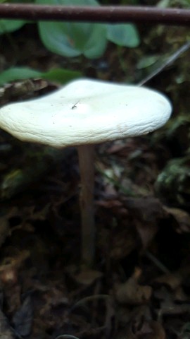 Tricholoma evenosum
