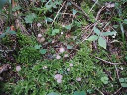 Mycena sanguinolenta