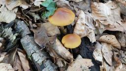 Conocybe aporos