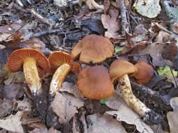 Cortinarius orellanus