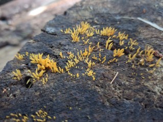 Calocera cornea