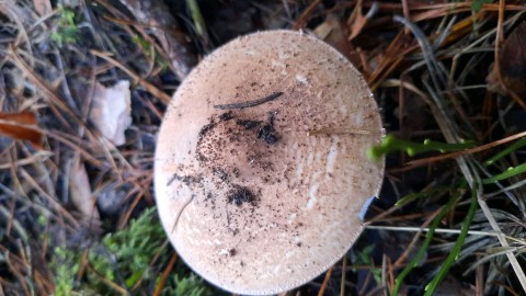 Echinoderma asperum