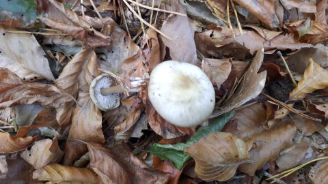 Rhodocollybia asema