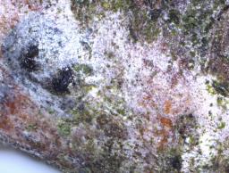 Juglanconis juglandina