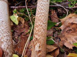 Amanita spadicea