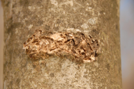 Hylesinus varius