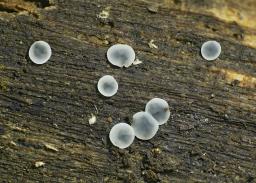 Mollisia cinerea