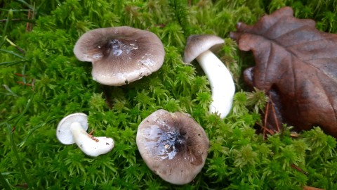 Tricholoma portentosum
