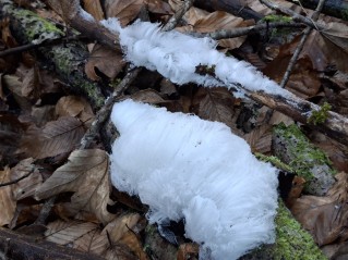 Exidiopsis effusa