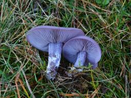Collybia sordida