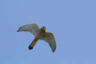 Falco tinnunculus
