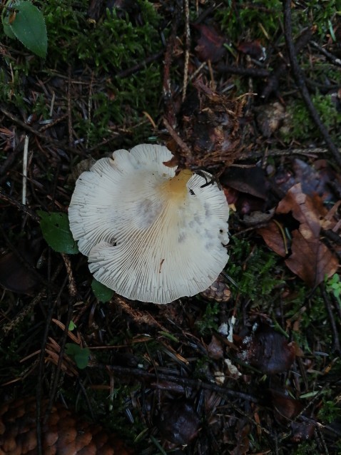 Infundibulicybe gibba