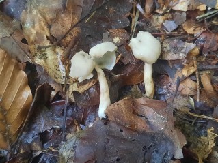 Helvella elastica