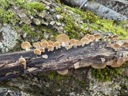 Panellus stipticus