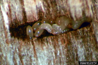 Xylosandrus crassiusculus