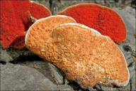 Pycnoporus cinnabarinus