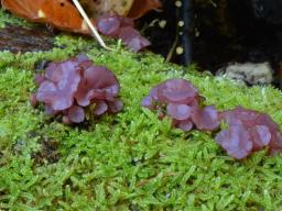 Ascocoryne sarcoides