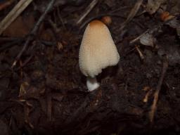 Coprinellus xanthothrix