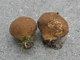 Utraria mollis