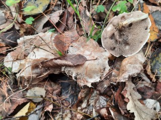 Suillus viscidus