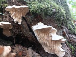 Irpiciporus pachyodon