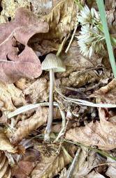 Mycena abramsii