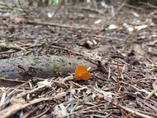Caloscypha fulgens