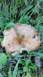 Lactarius deliciosus
