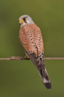 Falco tinnunculus
