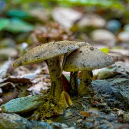 Lentinus substrictus