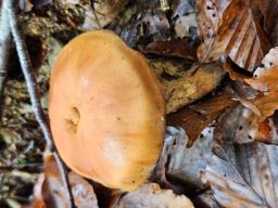 Hebeloma radicosum