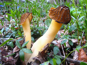 Verpa bohemica