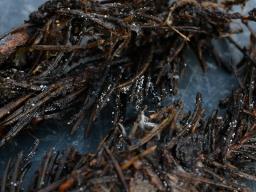 Cistella acuum