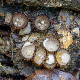 Cyathus striatus