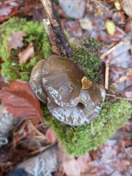 Sarcomyxa serotina