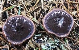 Elaphomyces muricatus