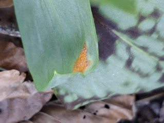 Uromyces erythronii