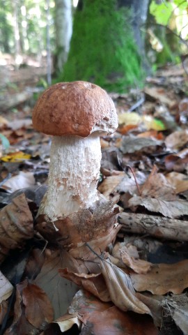 Leccinum quercinum