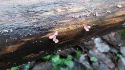 Ascocoryne sarcoides