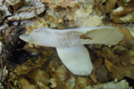 Russula cyanoxantha
