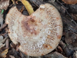 Paxillus involutus