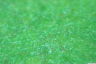 Erysiphe corylacearum
